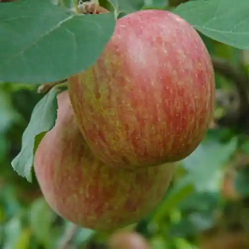 Appelboom Fuji Kiku-8 | Lage prijs