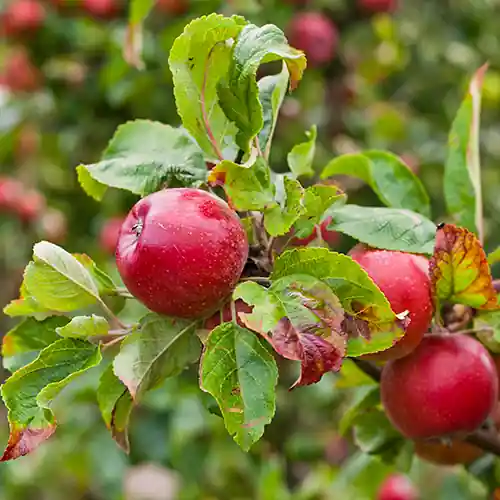 Appelboom Gala - Slechts tijdelijk
