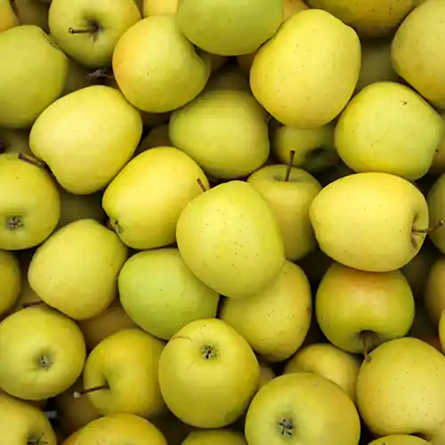 Prijsverlaging | Appelboom Golden Delicious