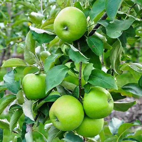 Appelboom Granny Smith | Klaar voor verzending