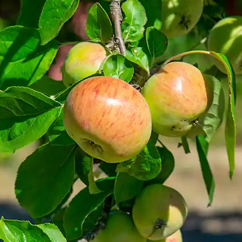 Nog maar een paar beschikbaar - Appelboom Gravensteiner