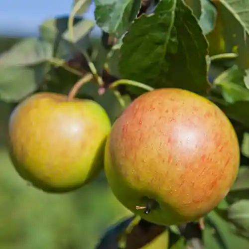 Appelboom James Grieve - Superprijs
