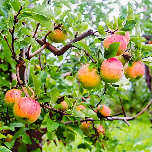 Appelboom Topaz - Veel voordeel