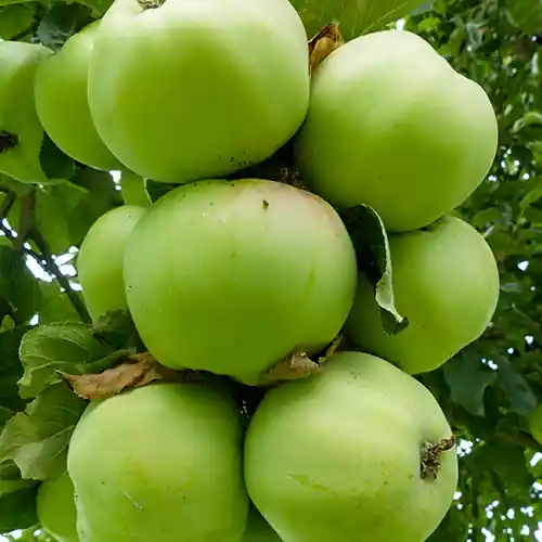 Appelboom Ontarioappel - Expreslevering