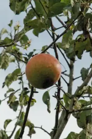 Aanrader - Appelboom Pinova