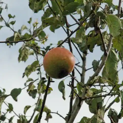 Aanrader - Appelboom Pinova
