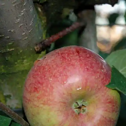 Populair | Appelboom Rode Dijkmanszoet