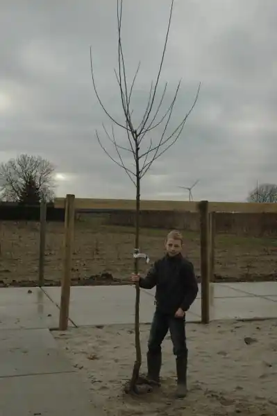 Professionele kwaliteit | Appelboom Rubinola