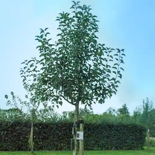 Appelboom Rosanna - Wees er snel bij