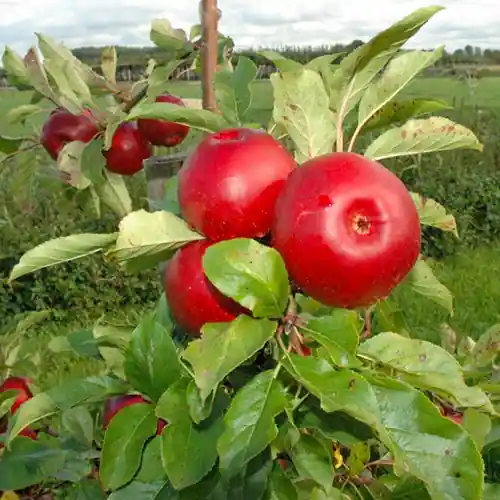 Tijdelijk aanbod | Appelboom Santana