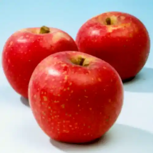 Dagdeal | Appelboom Sterappel