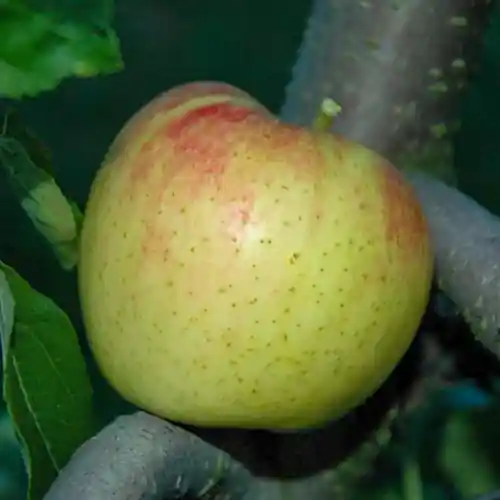 Nieuw binnen - Appelboom Alkmene