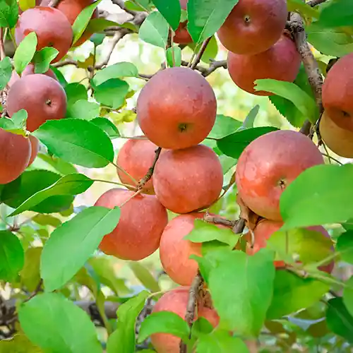 Gratis retourneren - Appelboom Braeburn