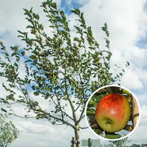 Appelboom Delcorf - Scherpe prijs