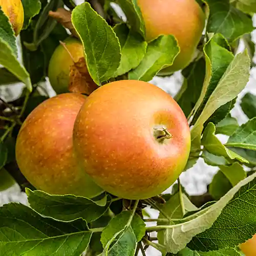 Appelboom Cox Orange Pippin - Aanbieding