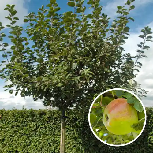 Appelboom Dubbele Bellefleur | Alleen vandaag
