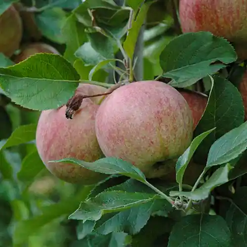 Appelboom Dubbele Zoete Aagt | Nieuwe release