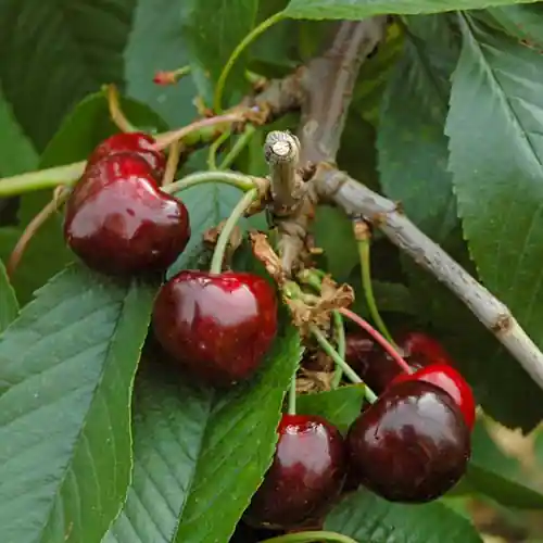 Kersenboom Bigarreau Burlat | Favoriet van klanten