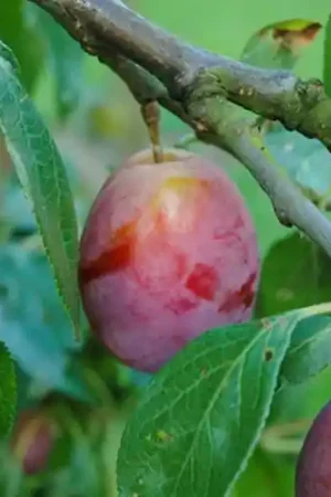 Aanrader - Pruimenboom Reine Victoria