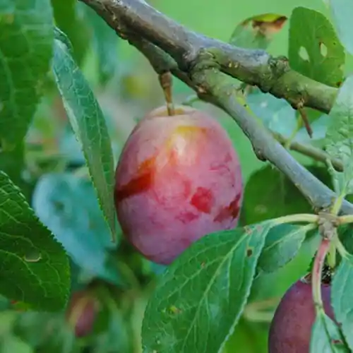 Aanrader - Pruimenboom Reine Victoria