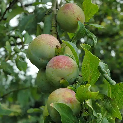Pruimenboom Anna Spath - Uitverkoop