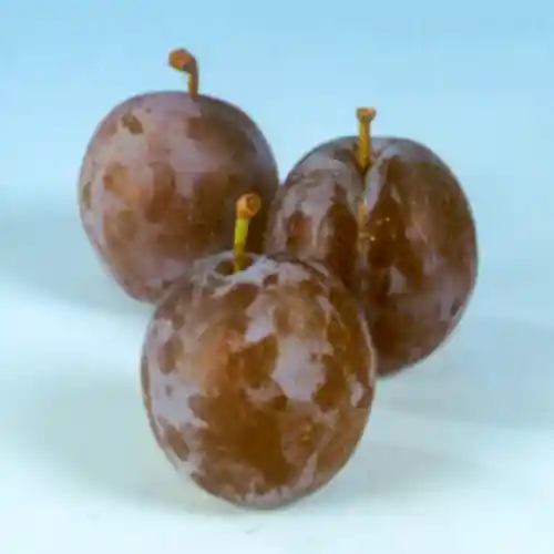 Lage prijs | Pruimenboom Bleue de Belgique