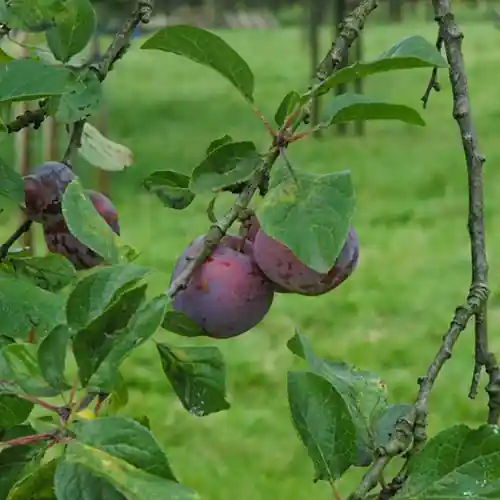 Pruimenboom Opal - Hoog gewaardeerd