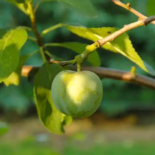 Pruimenboom Reine Claude Verte - Opruiming