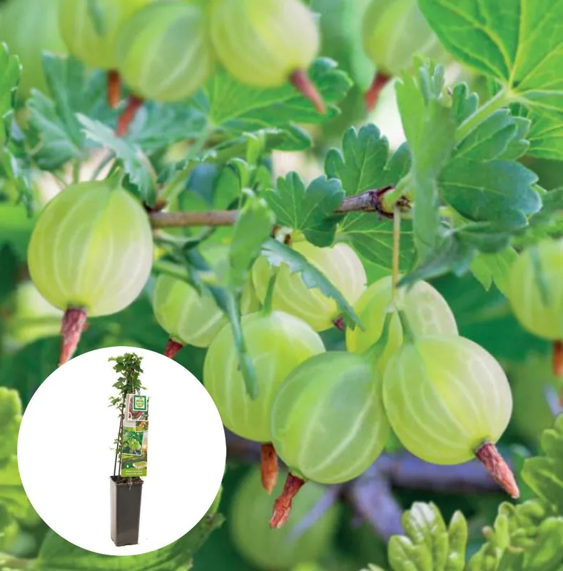 Nieuw in de shop - Groene Kruisbes
