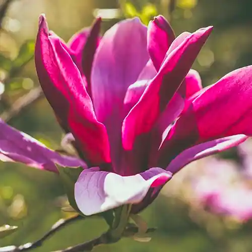 Fabrieksprijs | Magnolia Galaxy