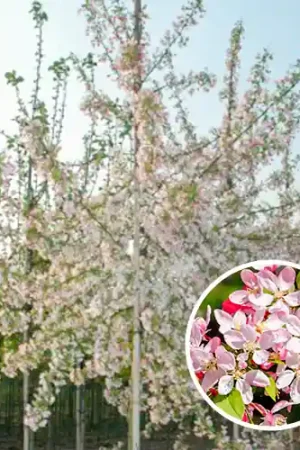 Direct beschikbaar - Malus floribunda
