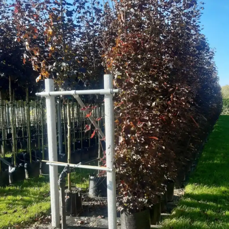 Acer plat. ‘Crimson Sentry‘ - Pak je kans