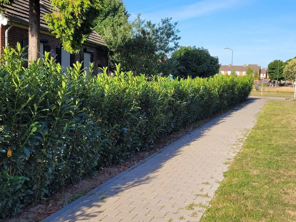 Alleen deze week | Laurier caucasica