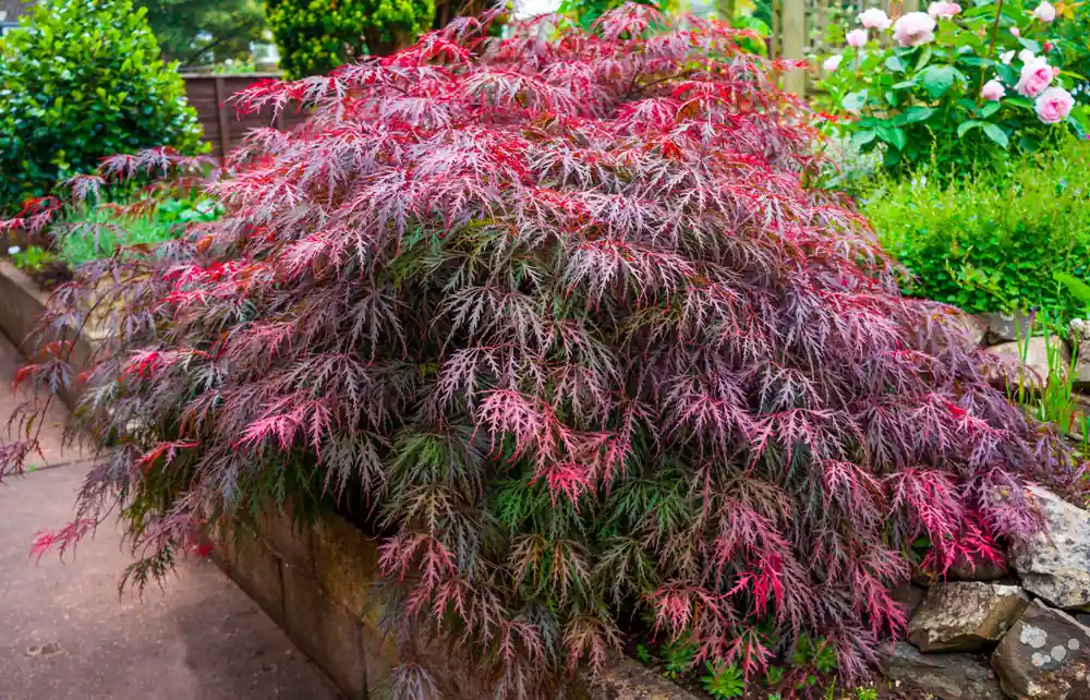 Speciale aanbieding - Acer palmatum Garnet struik