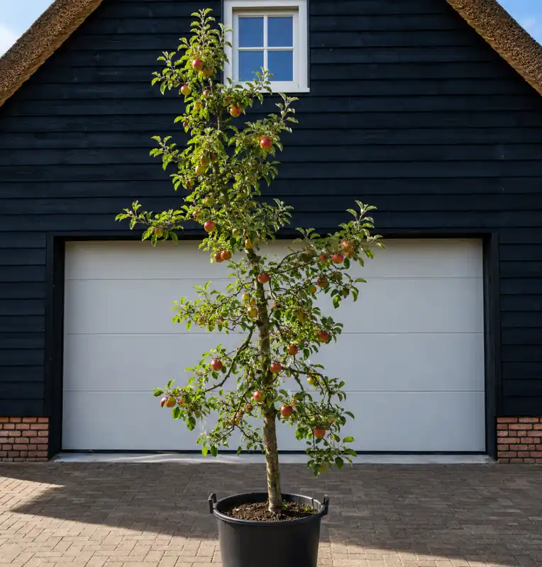 Veilige betaling - Oude appelboom Elstar