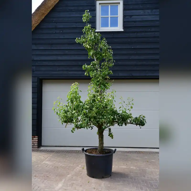 Oude Perenboom Conference - Populair