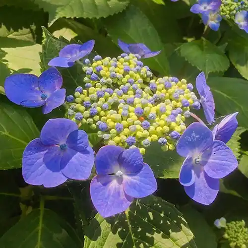 Hydrangea Teller Blue - Snelle verzending