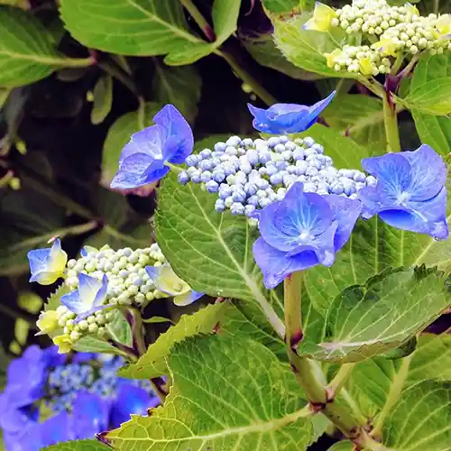 Dagdeal | Hydrangea Mariesii Perfecta
