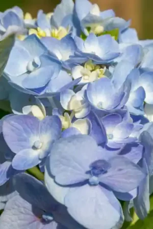 Professionele kwaliteit | Hydrangea macrophylla Bodensee
