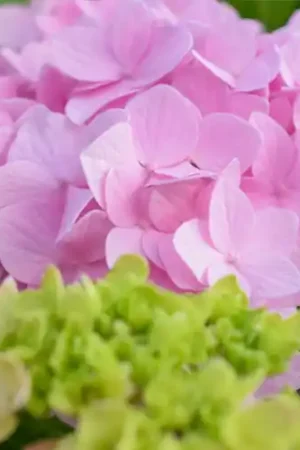 Online bestellen | Hydrangea macrophylla Bouquet Rose