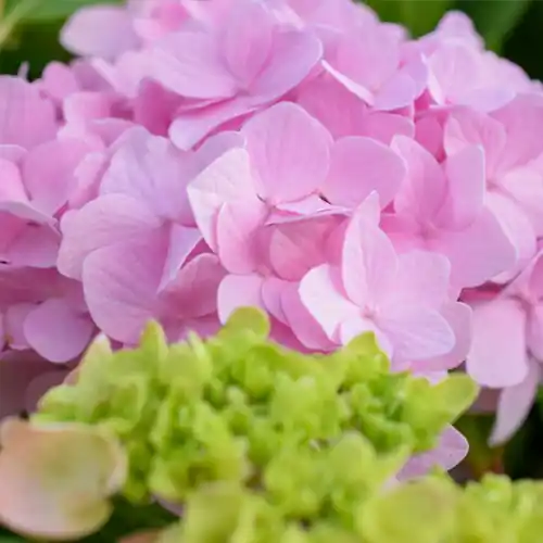 Online bestellen | Hydrangea macrophylla Bouquet Rose