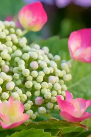 Hoge kwaliteit | Hydrangea Teller Rose