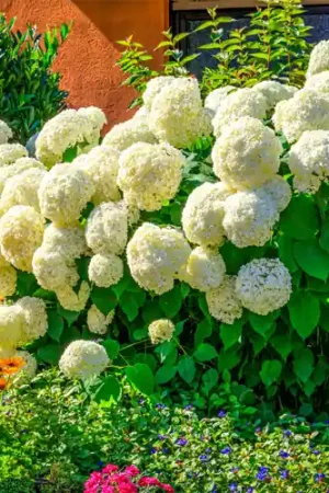 Hydrangea Annabelle - Voorraad bijna op