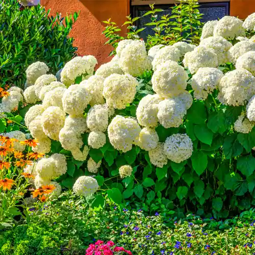 Hydrangea Annabelle - Voorraad bijna op