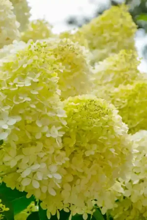 Hydrangea paniculata Limelight - Vanaf nu beschikbaar