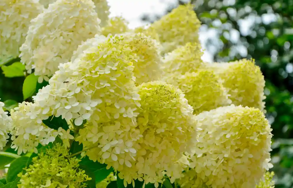 Hydrangea paniculata Limelight - Vanaf nu beschikbaar