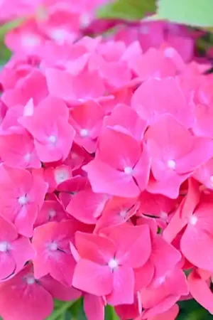 Hydrangea macrophylla Glowing Embers | Prijsverlaging