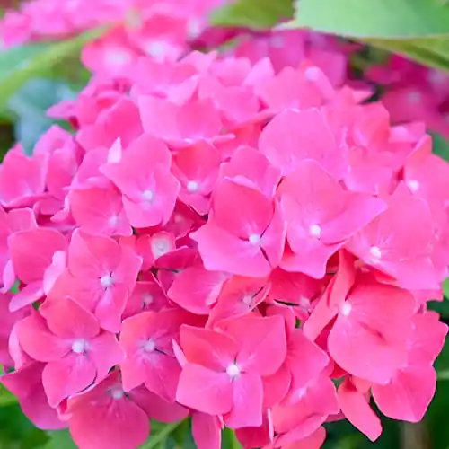 Hydrangea macrophylla Glowing Embers | Prijsverlaging