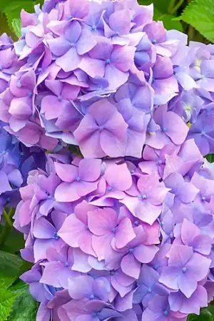 Premiumkwaliteit - Hydrangea macrophylla Nikko Blue