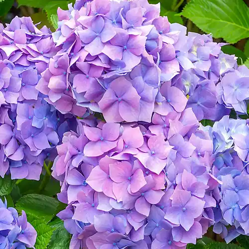 Premiumkwaliteit - Hydrangea macrophylla Nikko Blue